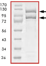 SDS-PAGE - Recombinant human Pik3ca + PIK3R1 protein (AB85833)