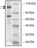 SDS-PAGE - Recombinant Human PIK3R5 + PIK3CG protein (AB135013)