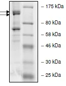 SDS-PAGE - Recombinant Human PIK3R5 protein (AB135013)