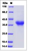 SDS-PAGE - Recombinant Human PILRA protein (His tag) (AB276589)