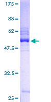SDS-PAGE - Recombinant Human PILRB protein (GST tag N-Terminus) (AB162302)