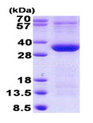 SDS-PAGE - Recombinant Human PIM1 protein (AB140588)