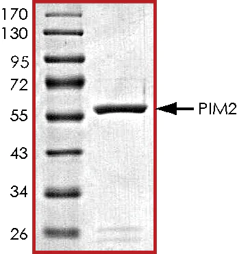 SDS-PAGE - Recombinant human PIM2 protein (AB60836)