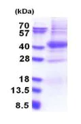SDS-PAGE - Recombinant Human PIM2 protein (His tag N-Terminus) (AB181913)