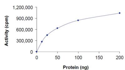 Functional Studies - Recombinant human PIM3 protein (AB204146), expandable thumbnail