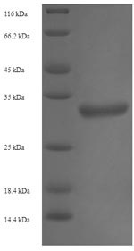SDS-PAGE - Recombinant Human PIMT protein (Tagged) (AB239540)