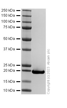 Recombinant Human PIN1 Protein (His tag) (E.Coli)