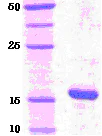 SDS-PAGE - Recombinant human Pin1 protein (Tag Free) (AB51230)