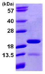 Recombinant human PIN4 protein