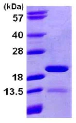 SDS-PAGE - Recombinant human PIN4 protein (His tag N-Terminus) (AB105618)