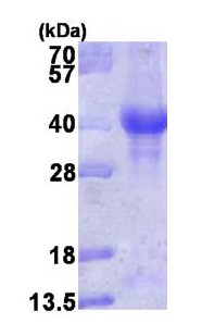 SDS-PAGE - Recombinant Human PINK1 protein (denatured) (Tag Free) (AB116177)
