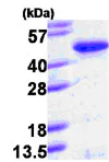 SDS-PAGE - Recombinant Human PINX1/LPTS protein (His tag N-Terminus) (AB85338)