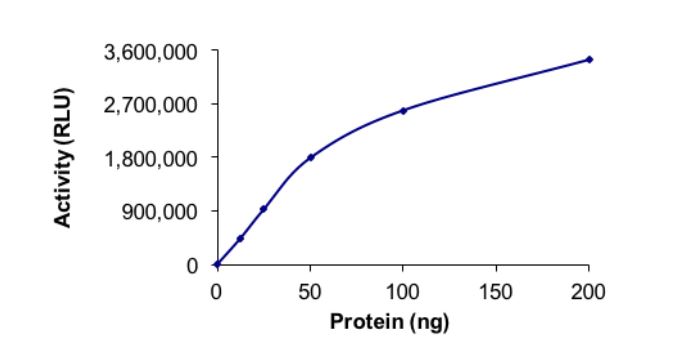 Recombinant human PIP4K2 beta protein (Active)