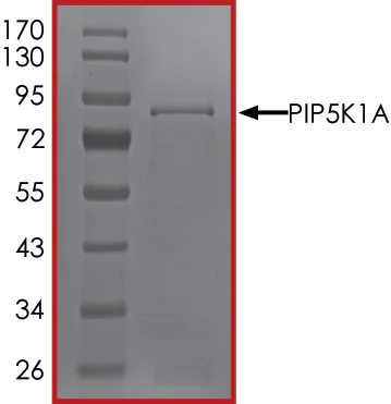 SDS-PAGE - Recombinant human PIP5K1 alpha/PIP5K1A protein (Tagged) (AB261922)