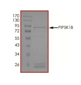 SDS-PAGE - Recombinant human PIP5K1 beta protein (Active) (AB268871)