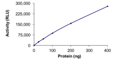 Functional Studies - Recombinant human PIP5K3/PIKFYVE protein (AB207977), expandable thumbnail