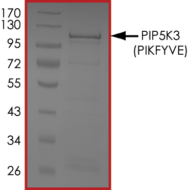 SDS-PAGE - Recombinant human PIP5K3/PIKFYVE protein (AB207977), expandable thumbnail