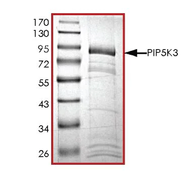 SDS-PAGE - Recombinant Human PIP5K3/PIKFYVE protein (Tagged) (AB268873)