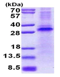 SDS-PAGE - Recombinant Human Pirh2 protein (denatured) (AB167827)