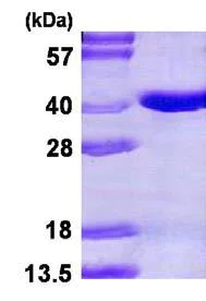 SDS-PAGE - Recombinant Human Pirin/PIR protein (His tag N-Terminus) (AB123170)