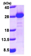 SDS-PAGE - Recombinant Human PIST protein (His tag N-Terminus) (AB93743)