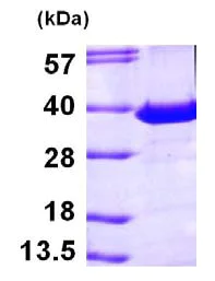 SDS-PAGE - Recombinant Human PITPN protein (AB101666)
