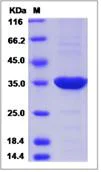 SDS-PAGE - Recombinant Human PITPN protein (His tag) (AB276650)
