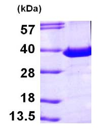 SDS-PAGE - Recombinant Human PITPN protein (His tag N-Terminus) (AB101666)