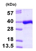 SDS-PAGE - Recombinant Human PITPNB protein (AB101091)