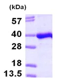 SDS-PAGE - Recombinant Human PITPNB protein (His tag N-Terminus) (AB101091)