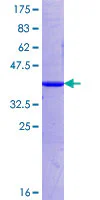 SDS-PAGE - Recombinant Human PIWIL1 protein (GST tag N-Terminus) (AB152968)