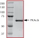 SDS-PAGE - Recombinant human PKA beta (catalytic subunit) protein (AB60837)