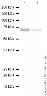 Western blot - Recombinant human PKA beta (catalytic subunit) protein (AB60837)