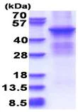 SDS-PAGE - Recombinant Human PKA beta (catalytic subunit) protein (denatured) (His tag N-Terminus) (AB180275)