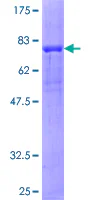 SDS-PAGE - Recombinant Human PKA R2/PKR2 protein (GST tag N-Terminus) (AB132177)