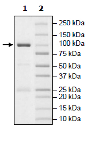 Recombinant human PKC alpha protein (Active)