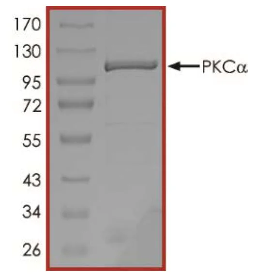 SDS-PAGE - Recombinant human PKC alpha protein (Active) (AB55672)