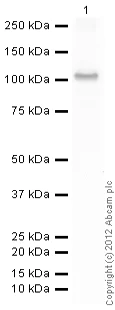 Western blot - Recombinant human PKC alpha protein (Active) (AB55672)