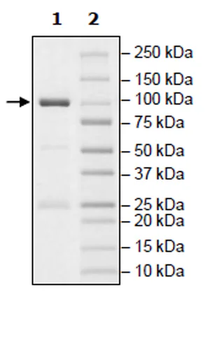 SDS-PAGE - Recombinant human PKC alpha protein (Active) (GST tag N-Terminus) (AB271714)