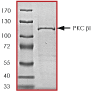 SDS-PAGE - Recombinant human PKC beta 1 protein (ab60840), expandable thumbnail
