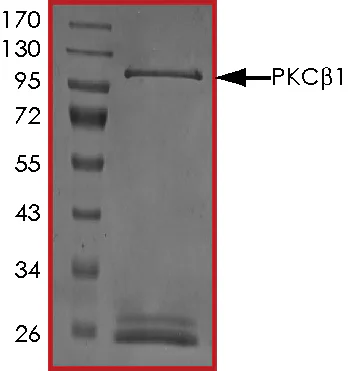 SDS-PAGE - Recombinant human PKC beta 1 protein (GST tag N-Terminus) (AB60840)