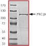 SDS-PAGE - Recombinant human PKC beta 1 protein (GST tag N-Terminus) (AB60840)