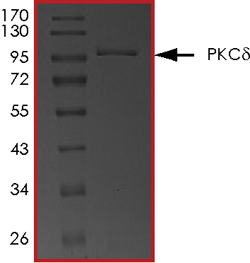 SDS-PAGE - Recombinant human PKC delta protein (AB60844), expandable thumbnail