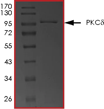 SDS-PAGE - Recombinant human PKC delta protein (AB60844)