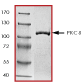 SDS-PAGE - Recombinant human PKC delta protein (ab60844), expandable thumbnail