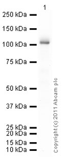Western blot - Recombinant human PKC delta protein (ab60844), expandable thumbnail