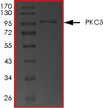 SDS-PAGE - Recombinant human PKC delta protein (GST tag N-Terminus) (AB60844)