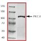 SDS-PAGE - Recombinant human PKC delta protein (GST tag N-Terminus) (AB60844)
