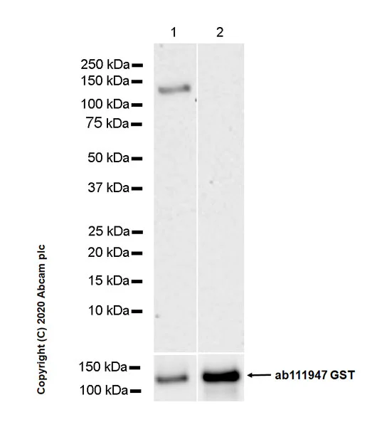 Western blot - Recombinant human PKC delta protein (GST tag N-Terminus) (AB60844)
