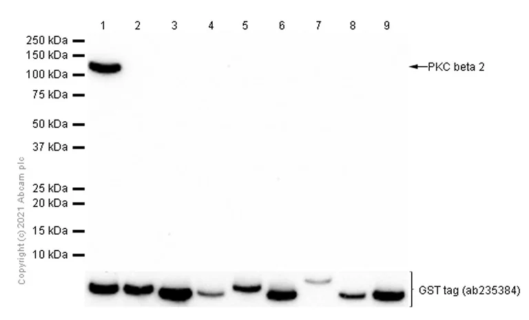 Western blot - Recombinant human PKC delta protein (GST tag N-Terminus) (AB60844)